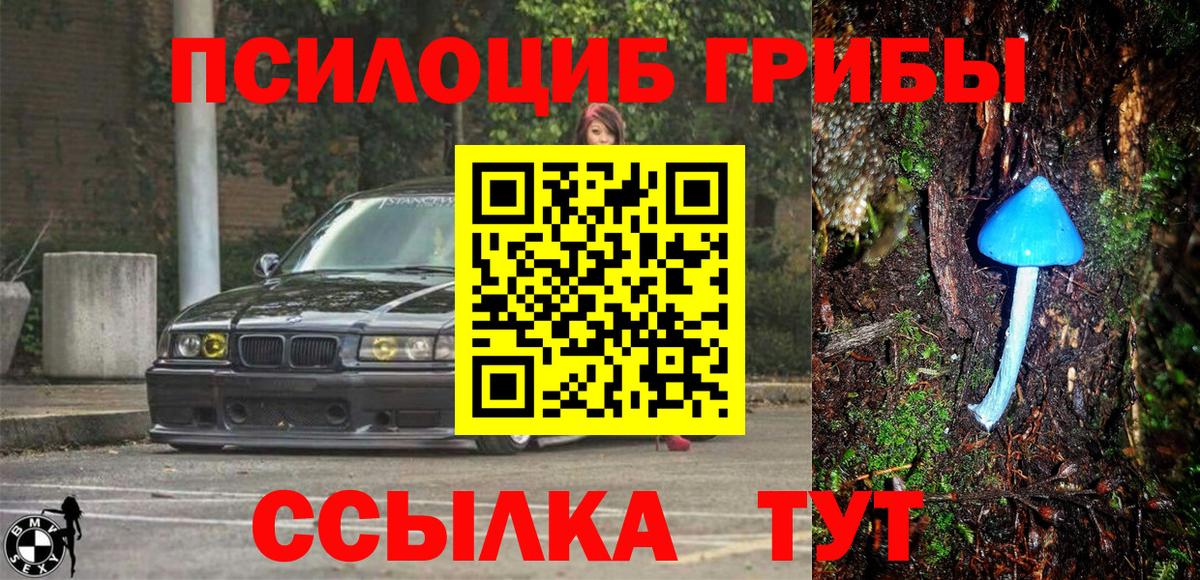 Галлюциногенные грибы Psilocybe  Урус-Мартан 